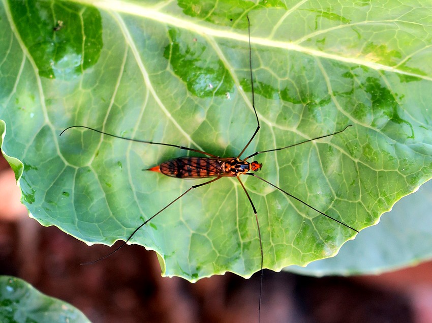 Tipulidae: Nephrotoma appendiculata? No, Nephrotoma crocata, femmina